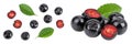 Chokeberry with leaf isolated on white background. Black aronia. Top view. Flat lay Royalty Free Stock Photo