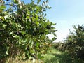 Chokeberry orchard