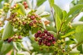 Chokeberry ripening on tree branch. Aronia melanocarpa Royalty Free Stock Photo