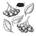 Chokeberry vector drawing. Hand drawn botanical branch with berries and leaves.