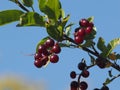Chokecherries Royalty Free Stock Photo