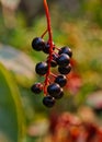 Chokecherries ripening in the late summer sun Royalty Free Stock Photo