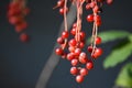 Chokecherry Berries Detail Royalty Free Stock Photo