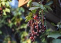 Chokecherry Cluster Royalty Free Stock Photo