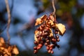 Chokecherry Prunus virginiana Turning Leaves