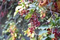 Chokecherry Tree Royalty Free Stock Photo
