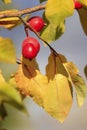 Chokecherry tree fruit Royalty Free Stock Photo