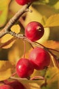 Chokecherry tree fruit Royalty Free Stock Photo