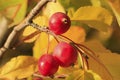 Chokecherry tree fruit Royalty Free Stock Photo