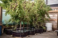 chokecherry tree surrounded by aquaponics and hydroponic systems Royalty Free Stock Photo