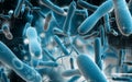 Cholera bacteria Royalty Free Stock Photo