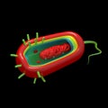 Cholera Cell Anatomy - isolated on black