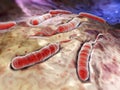 Cholerae bacteria