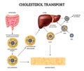 Cholesterol Transport Concept Royalty Free Stock Photo