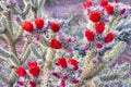 Cholla