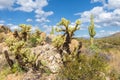 Cholla cacti growing among rocks in Saguaro National Park