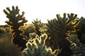Cholla cacti at magic hour