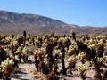 Cholla cacti in Mojave desert