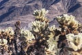 Cholla cacti in pinto basin Royalty Free Stock Photo