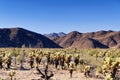 Cholla cacti in pinto basin Royalty Free Stock Photo