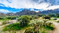 Cholla Cacti in the rugged rocky mountains of the McDowell Mountain Range