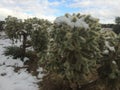 Cholla Cacti in Sonoran Desert after Snow Storm in Arizona