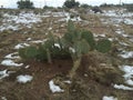 Cholla Cacti in Sonoran Desert after Snow Storm in Arizona