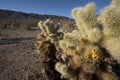 Cholla Cactus