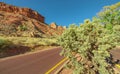 Cholla cactus along a road in Zion National Park, Utah, USA.