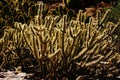 Cholla cactus, backlit spiny needles Royalty Free Stock Photo