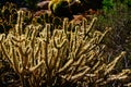 Cholla cactus, backlit spiny needles Royalty Free Stock Photo