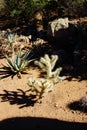 Cholla cactus Royalty Free Stock Photo