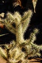 Cholla cactus Royalty Free Stock Photo
