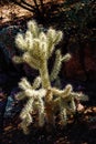 Cholla cactus Royalty Free Stock Photo