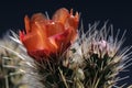 Cholla cactus bloom Royalty Free Stock Photo