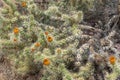 Flowering Cholla Cactus Royalty Free Stock Photo