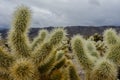 Cholla Cactus Close Up on Cloudy Day Royalty Free Stock Photo