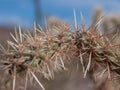 Cholla Cactus