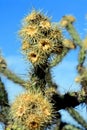 Cholla cactus, Close up, Sonora Desert, Mid Fall Royalty Free Stock Photo