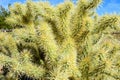 Cholla cactus, Close up, Sonora Desert, Mid Spring Royalty Free Stock Photo