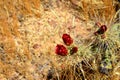 Cholla cactus, Close up, Sonora Desert, Mid Spring Flower buds Royalty Free Stock Photo