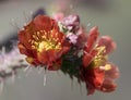 Cholla Cactus Flowers Royalty Free Stock Photo