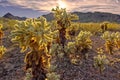 Cholla Cactus Forest near Salome AZ