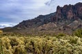 Cholla Cactus Forest