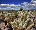 Cholla Cactus Garden