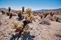 Cholla Cactus Garden Royalty Free Stock Photo