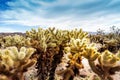 Cholla Cactus Garden in Joshua Tree Royalty Free Stock Photo