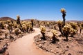 Cholla Cactus Garden Royalty Free Stock Photo