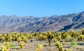 Cholla Cactus Garden in the Joshua Tree National Park