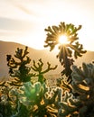 Cholla Cactus Garden in Joshua Tree National Park, California during sunset 9 Royalty Free Stock Photo